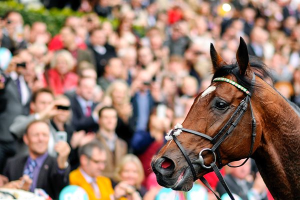 Frankel Champions Stakes Winner Ascot 2012