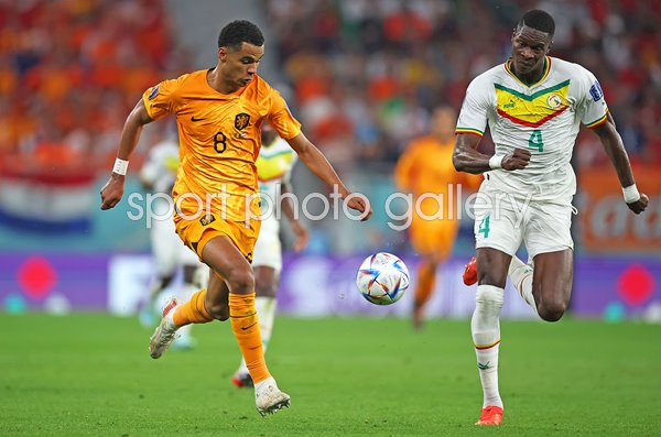 Cody Gakpo Netherlands v Senegal Group A World Cup 2022