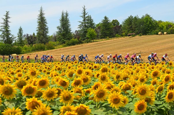 Peloton ride past Sunflower fields Stage 8 Libourne to Limoges Tour de France 2023