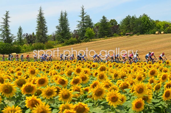 Peloton ride past Sunflower fields Stage 8 Libourne to Limoges Tour de France 2023