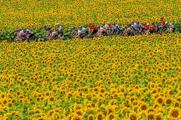 Peloton ride through Sunflower fields Stage 8 Libourne to Limoges Tour de France 2023