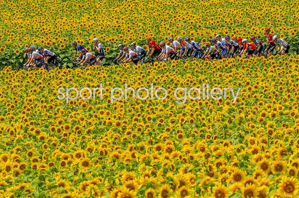 Peloton ride through Sunflower fields Stage 8 Libourne to Limoges Tour de France 2023