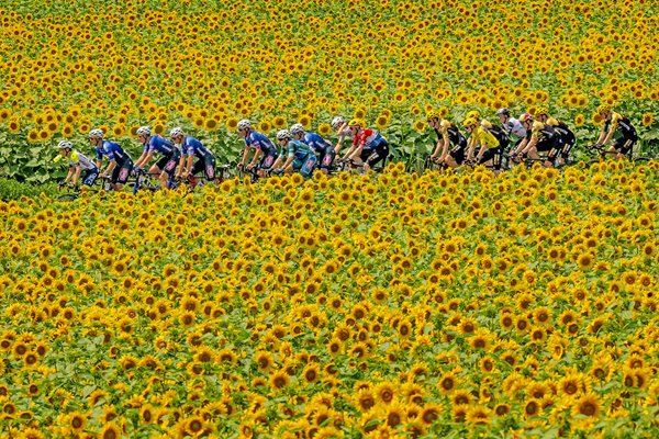 Peloton passing through sunflowers Libourne to Limoges Stage 8 Tour de France 2023 