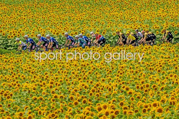 Peloton passing through sunflowers Libourne to Limoges Stage 8 Tour de France 2023 