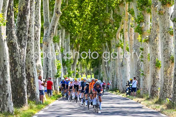 Peloton ride through trees Gruissan to Nimes Stage 16 Tour de France 2024  