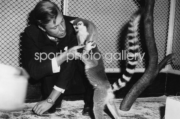 David Attenborough with ring-tailed Lemurs London Zoo