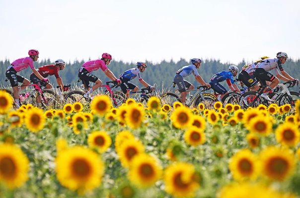 Riders cycle past sunflower fields Vichy to Nevers Stage 11 Tour de France 2026