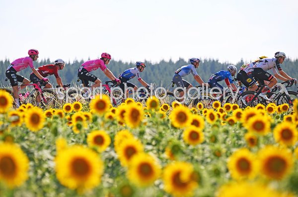 Riders cycle past sunflower fields Vichy to Nevers Stage 11 Tour de France 2026  