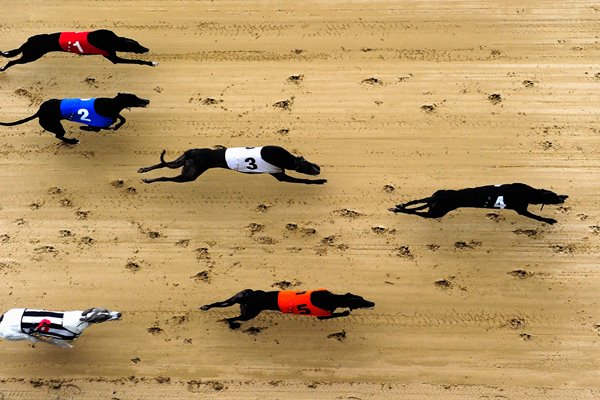 Greyhound Races at Romford Essex 2010