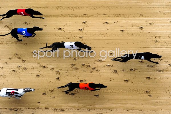 Greyhound Races at Romford Essex 2010