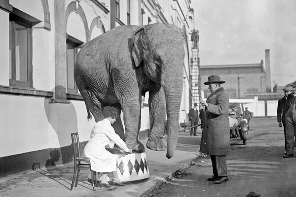Elephant's pedicure 1928
