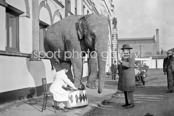 Elephant's pedicure 1928