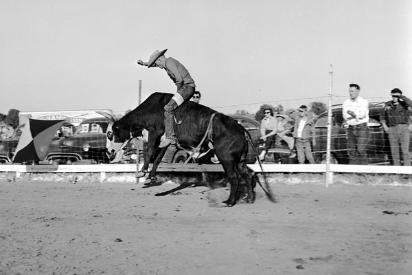 Bull Rodeo