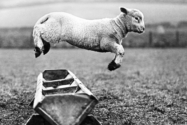 Jumping Lamb