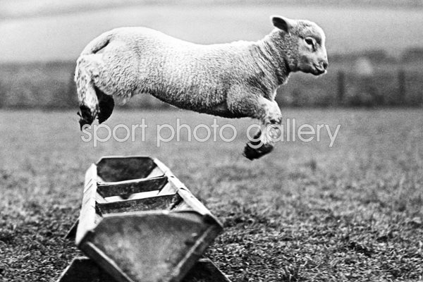 Jumping Lamb