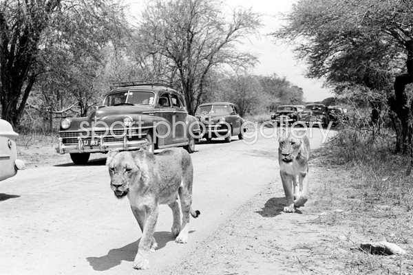 KRUGER BIG GAME RESERVE 1950