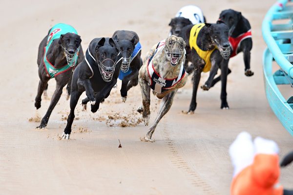 Greyhound Racing In Australia