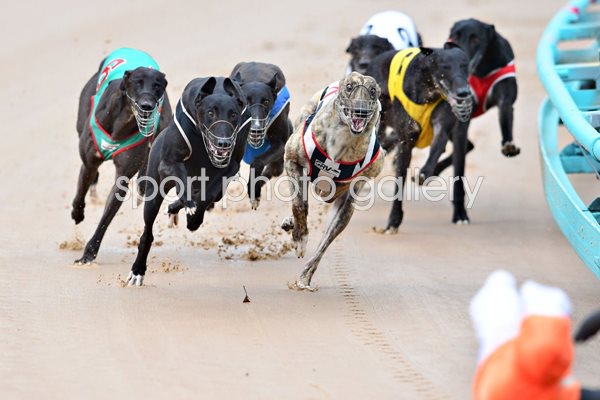 Greyhound Racing In Australia