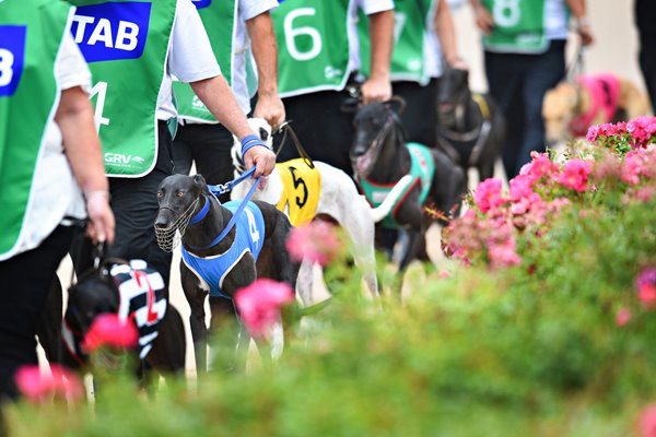 Greyhound Racing In Australia 2015