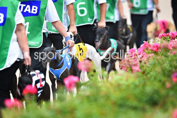 Greyhound Racing In Australia 2015