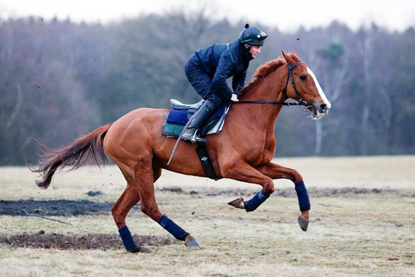 Sire De Grugy Stable visit 2015