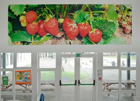Mandeville Primary School, St Albans Dining Room - Vinyl Mounted to Dibond Aluminium Mandeville Primary School, St Albans Dining Room - Vinyl Mounted to Dibond Aluminium